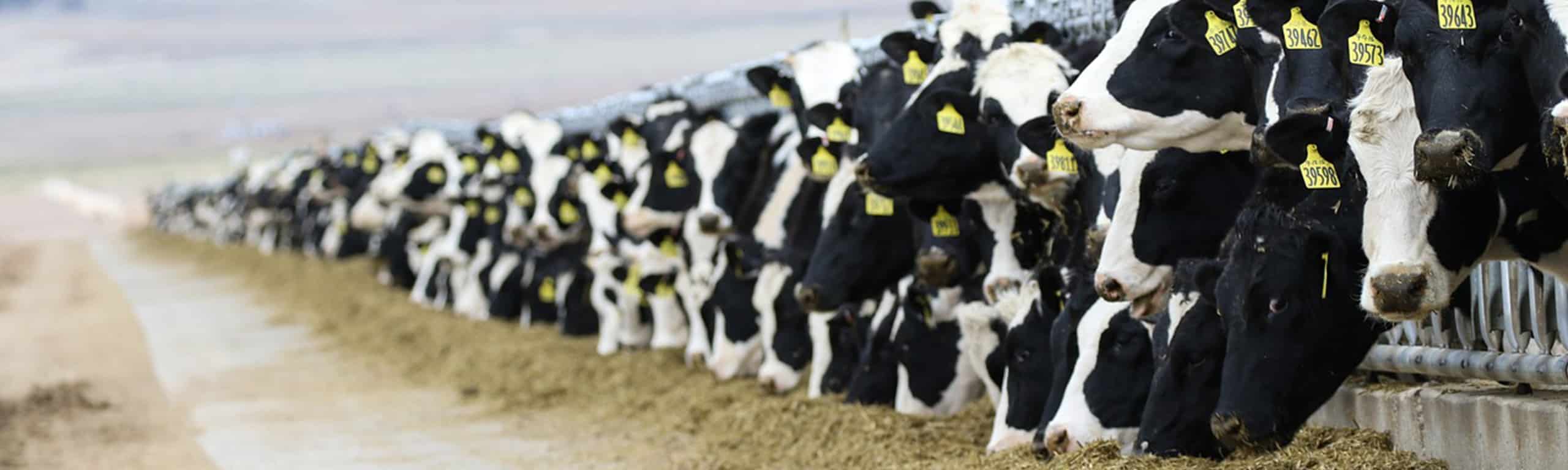 cows in field
